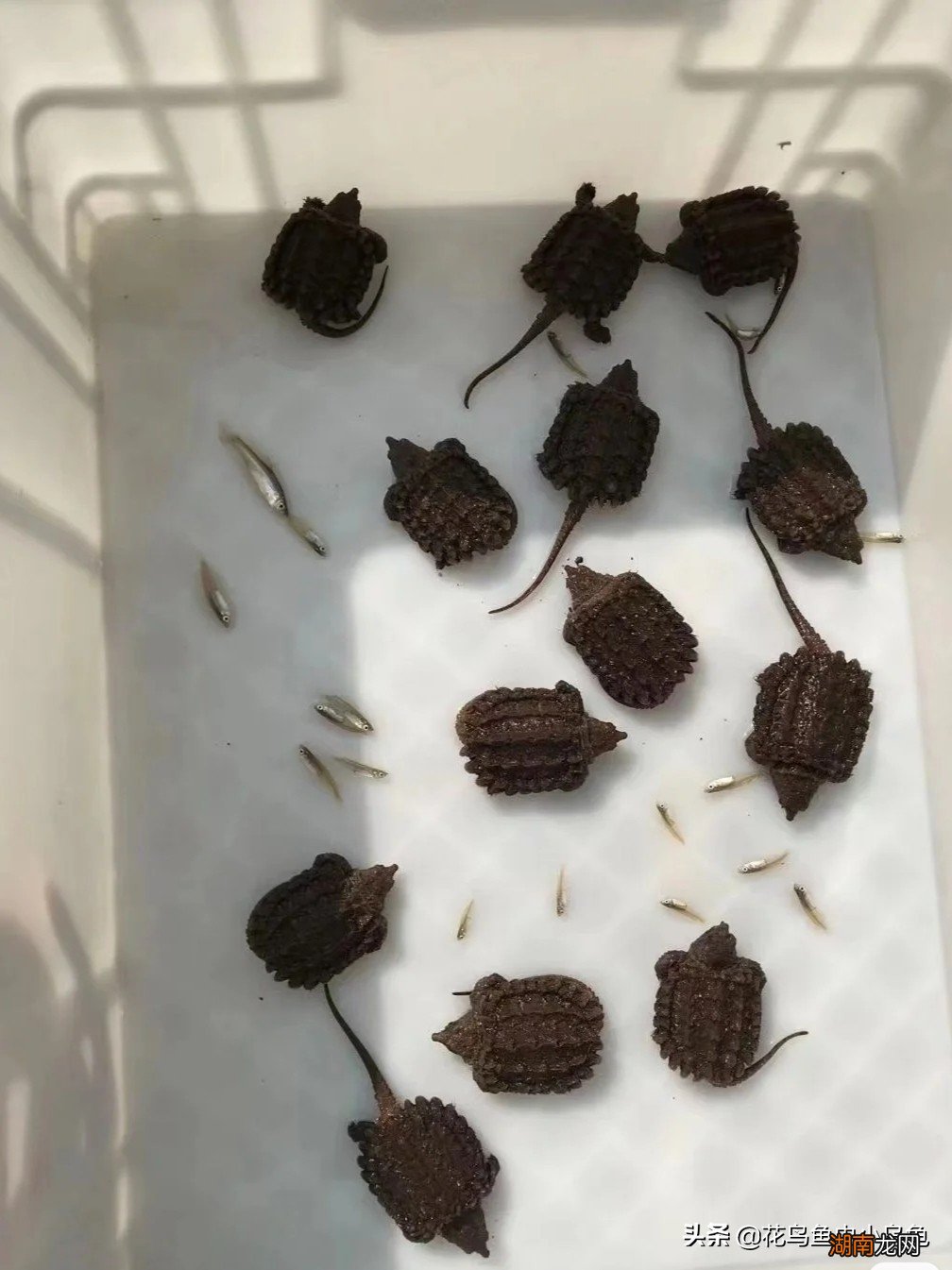 养殖大鳄龟时需要注意哪些问题 鳄龟需要晒太阳吗