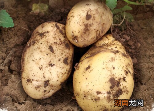 很多时候把土豆归为主食 土豆是主食还是蔬菜