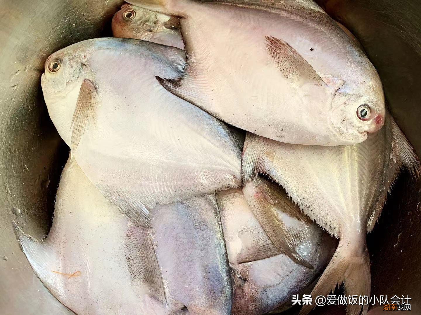 鲳鱼食用前的正确处理方法 鲳鱼有鱼鳞吗有腥味吗