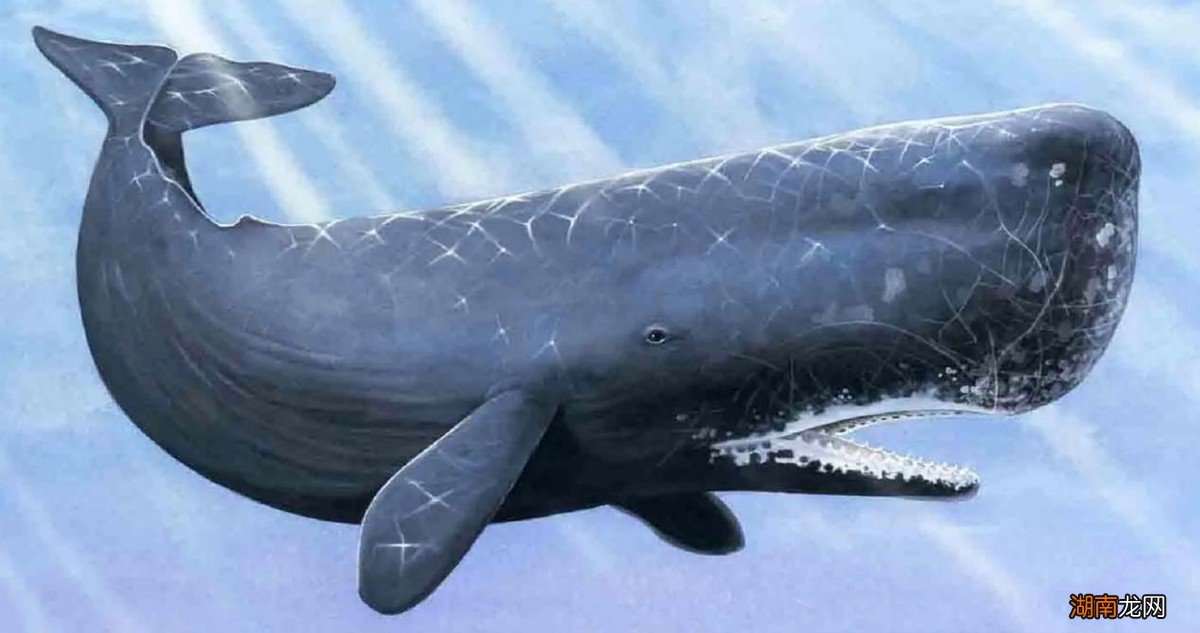 抹香鲸战斗力有多强有天敌吗 抹香鲸有多大有多重