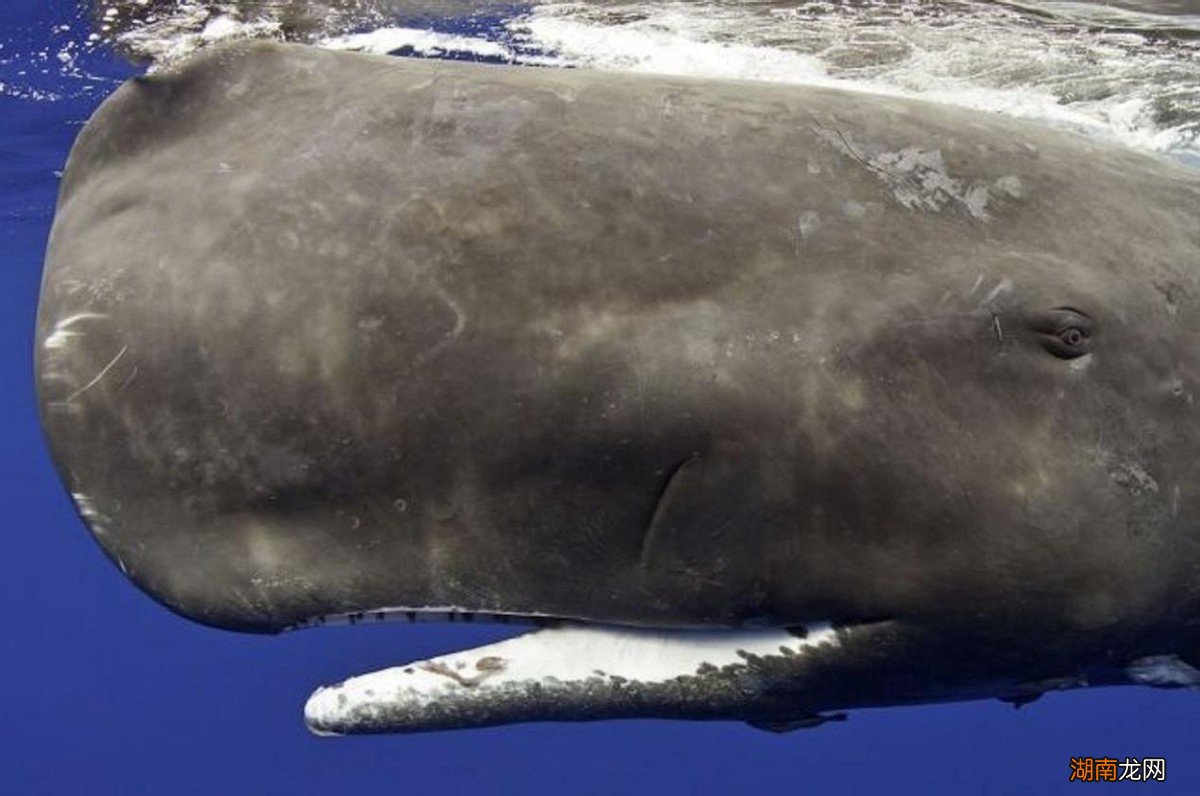 抹香鲸战斗力有多强有天敌吗 抹香鲸有多大有多重