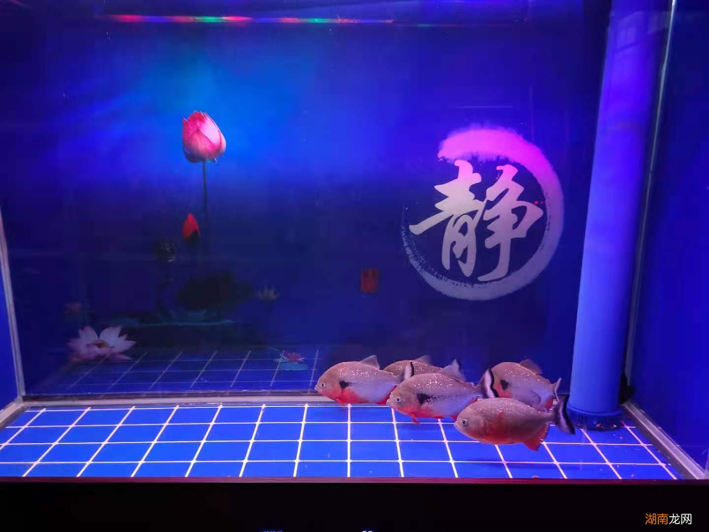 鱼缸氧气泵是必要的吗 水里增加氧气最简单的方法