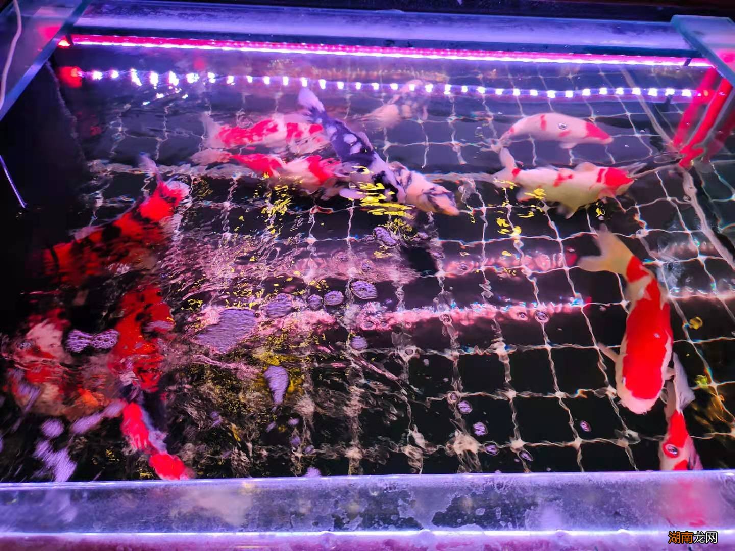 鱼缸氧气泵是必要的吗 水里增加氧气最简单的方法