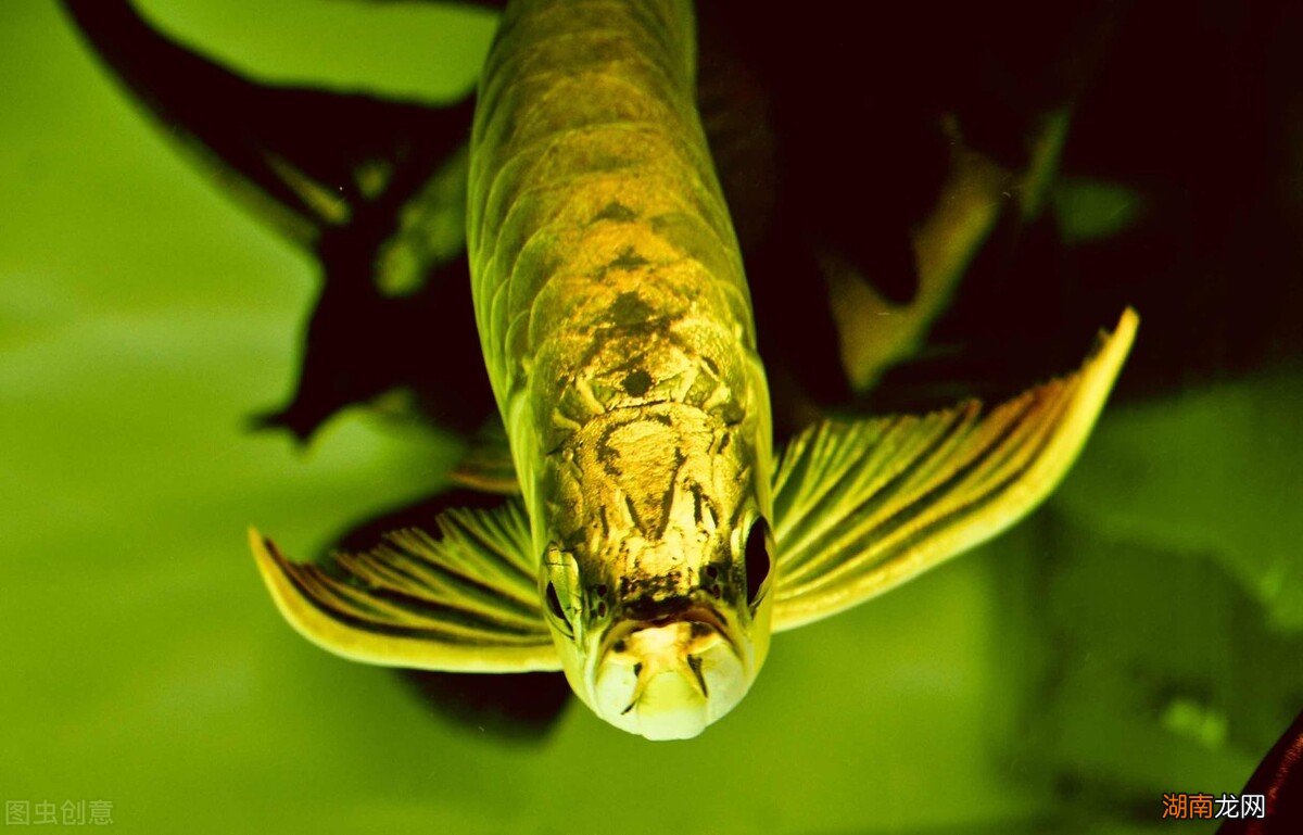 金龙鱼的饲养方法和注意事项 金龙鱼喂食什么最好