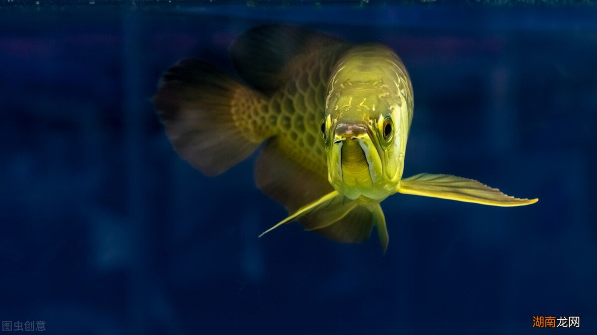 金龙鱼的饲养方法和注意事项 金龙鱼喂食什么最好