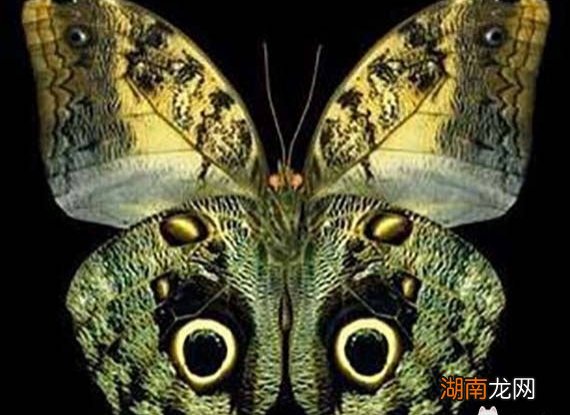 8种漂亮蝴蝶的简介及图片 世界上最美的蝴蝶有哪些