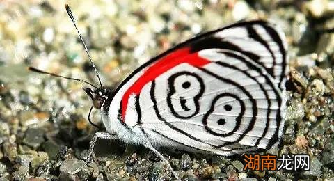 8种漂亮蝴蝶的简介及图片 世界上最美的蝴蝶有哪些