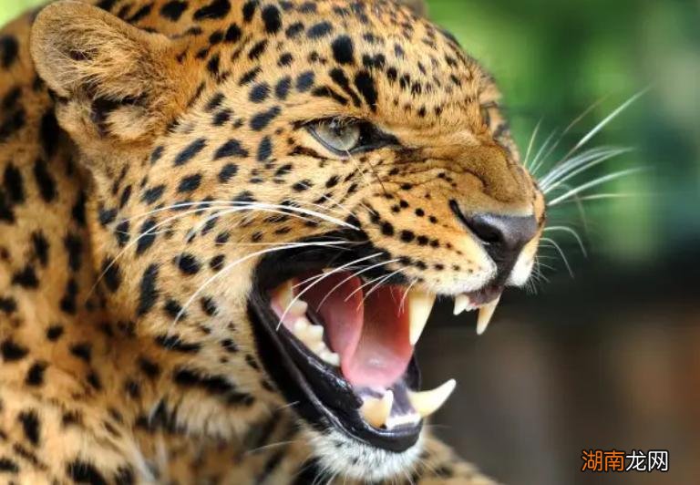 为什么猎豹的战斗力不如狮子老虎 猎豹的美称是什么