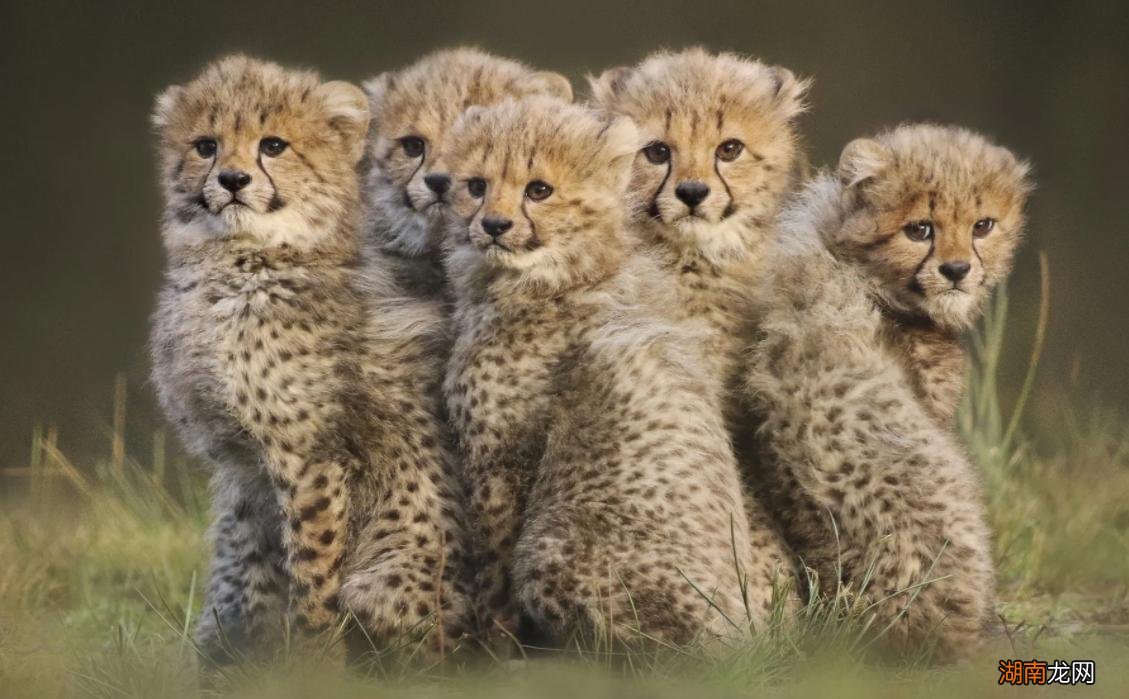 为什么猎豹的战斗力不如狮子老虎 猎豹的美称是什么