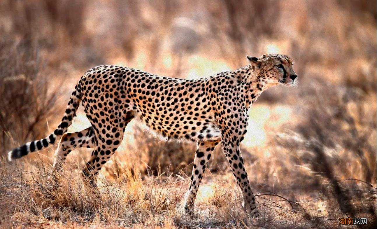 为什么猎豹的战斗力不如狮子老虎 猎豹的美称是什么