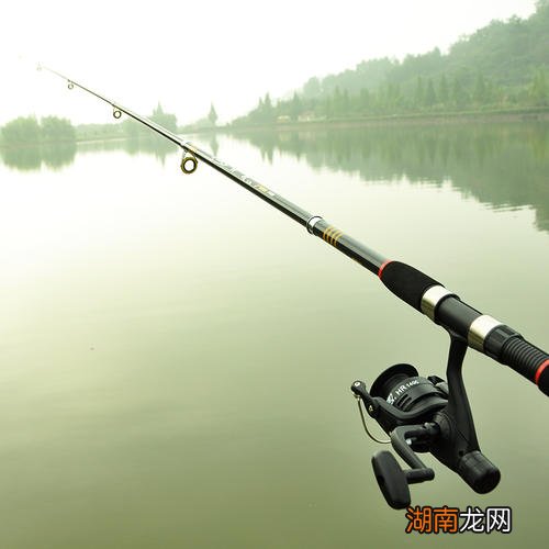 野生胡子鱼比较喜欢吃什么东西 胡子鱼吃什么食物