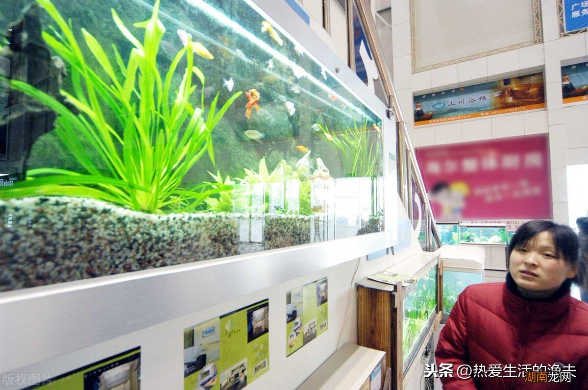 水缸里面的鱼腥味怎么去除 鱼缸水有腥味怎么处理解决