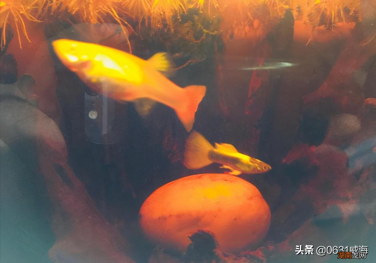 孔雀鱼总是跳缸的原因是什么 孔雀鱼跳缸怎么回事