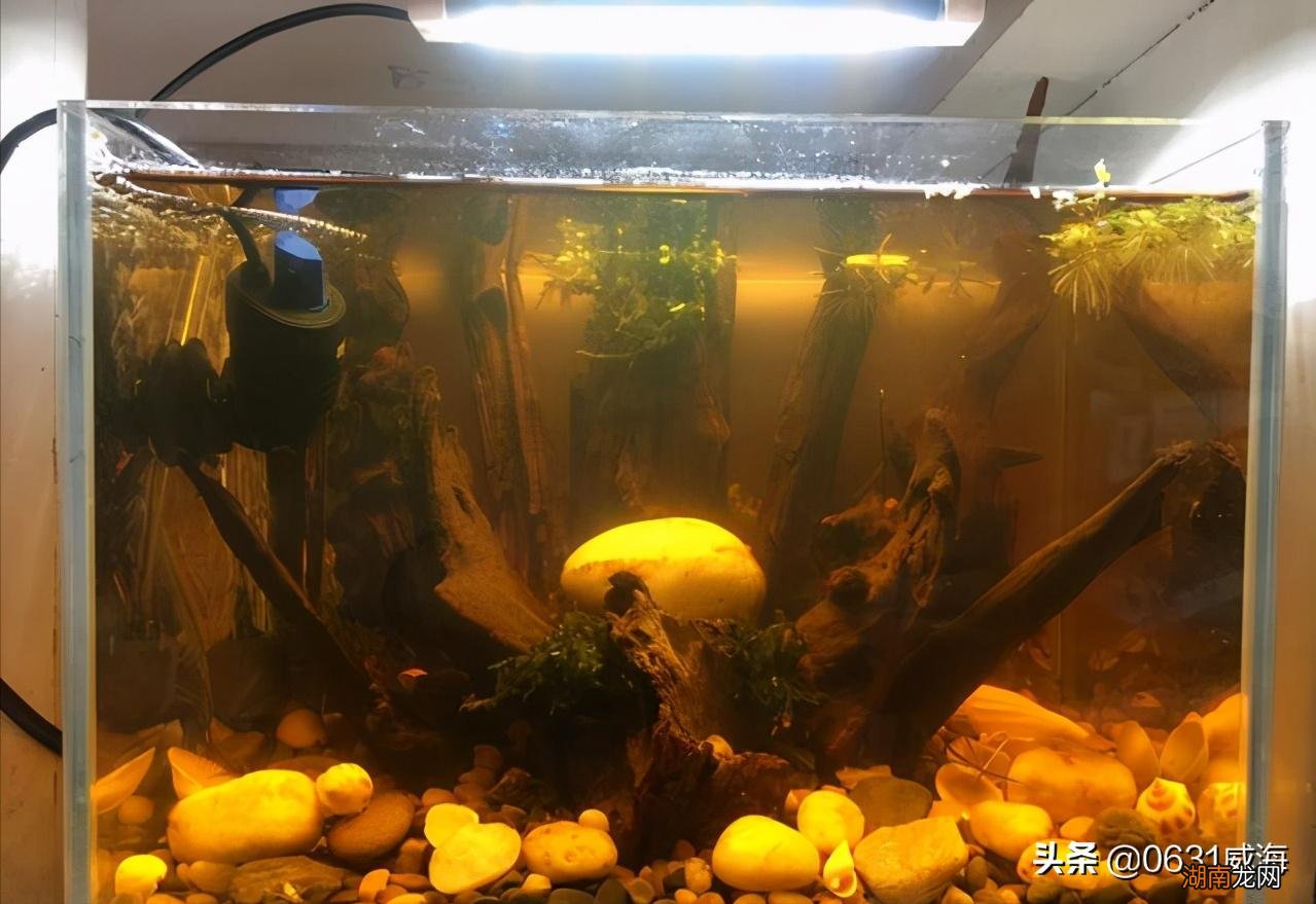 孔雀鱼总是跳缸的原因是什么 孔雀鱼跳缸怎么回事