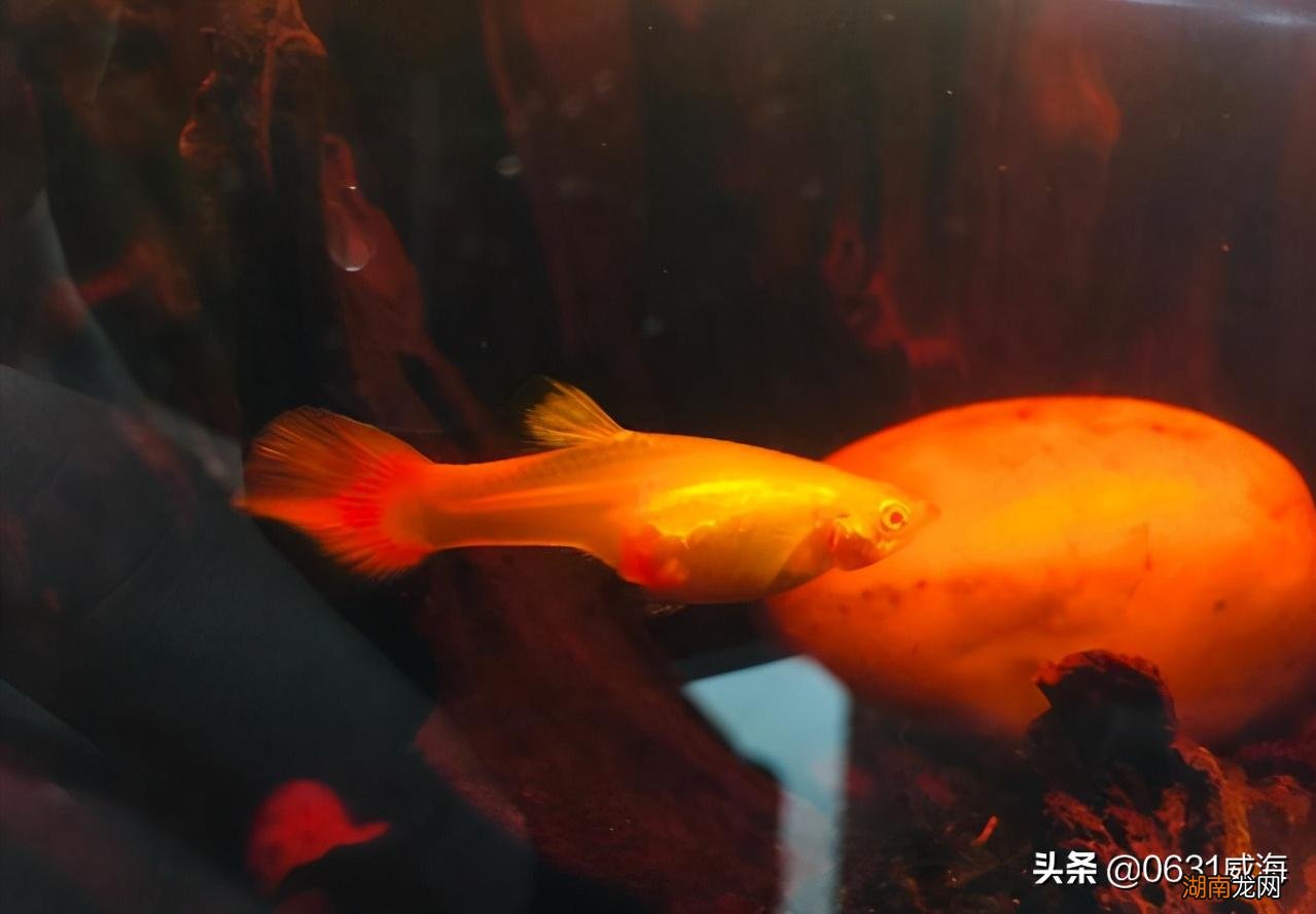 孔雀鱼总是跳缸的原因是什么 孔雀鱼跳缸怎么回事