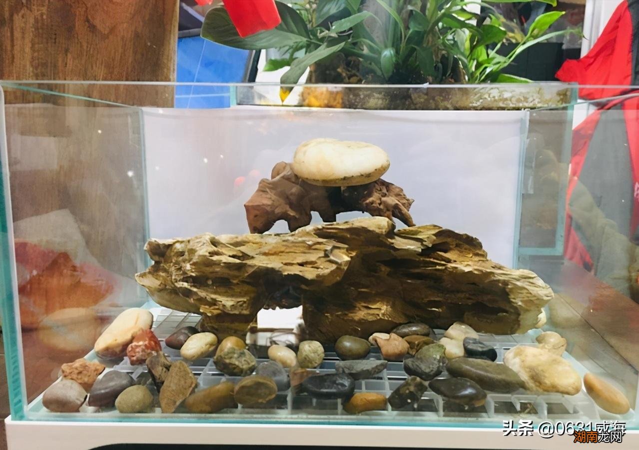 孔雀鱼总是跳缸的原因是什么 孔雀鱼跳缸怎么回事