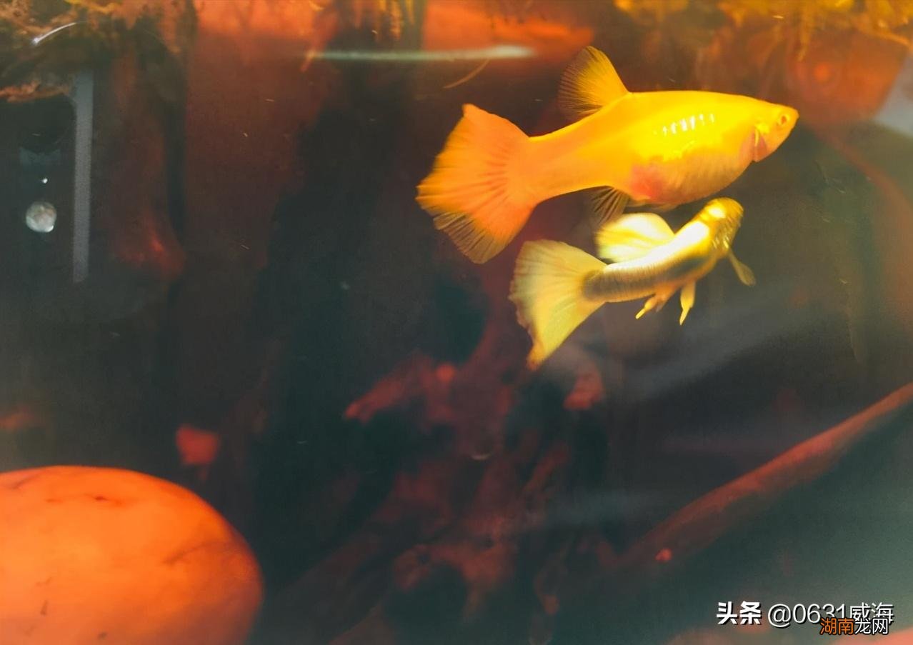 孔雀鱼总是跳缸的原因是什么 孔雀鱼跳缸怎么回事