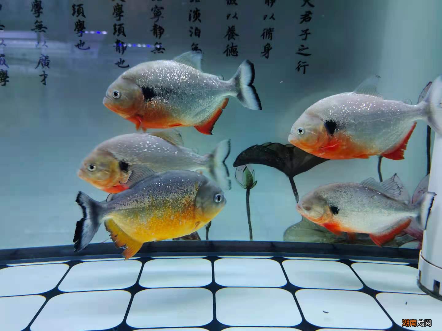 观赏鱼身上长白点怎么处理治疗 鱼身上长白点点是怎么办