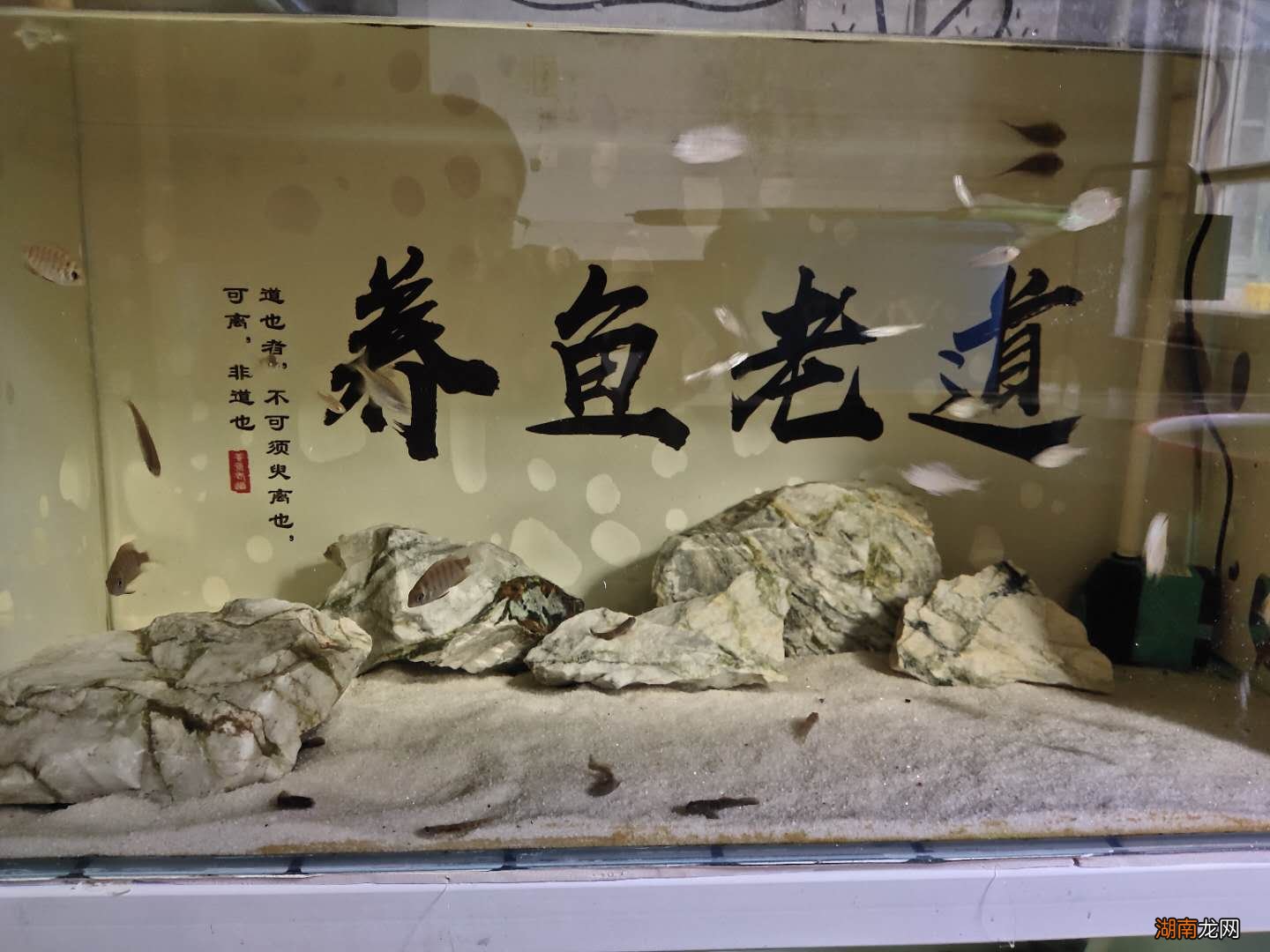 鱼缸喂养虾虎鱼只需掌握这几个要点 虾虎鱼在鱼缸中怎么养