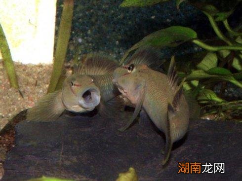 鱼缸喂养虾虎鱼只需掌握这几个要点 虾虎鱼在鱼缸中怎么养