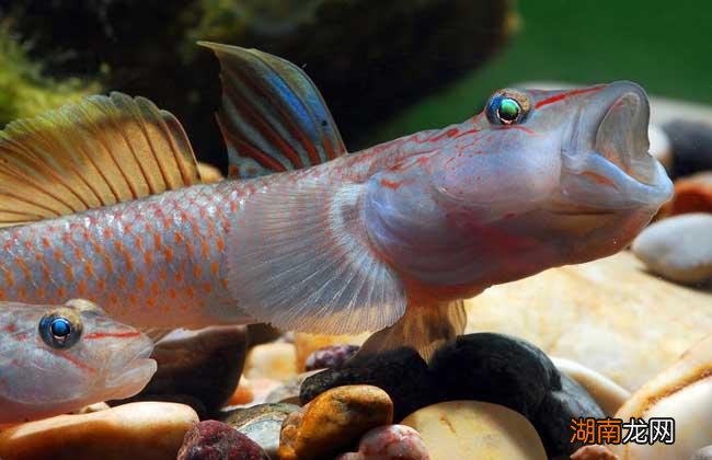鱼缸喂养虾虎鱼只需掌握这几个要点 虾虎鱼在鱼缸中怎么养
