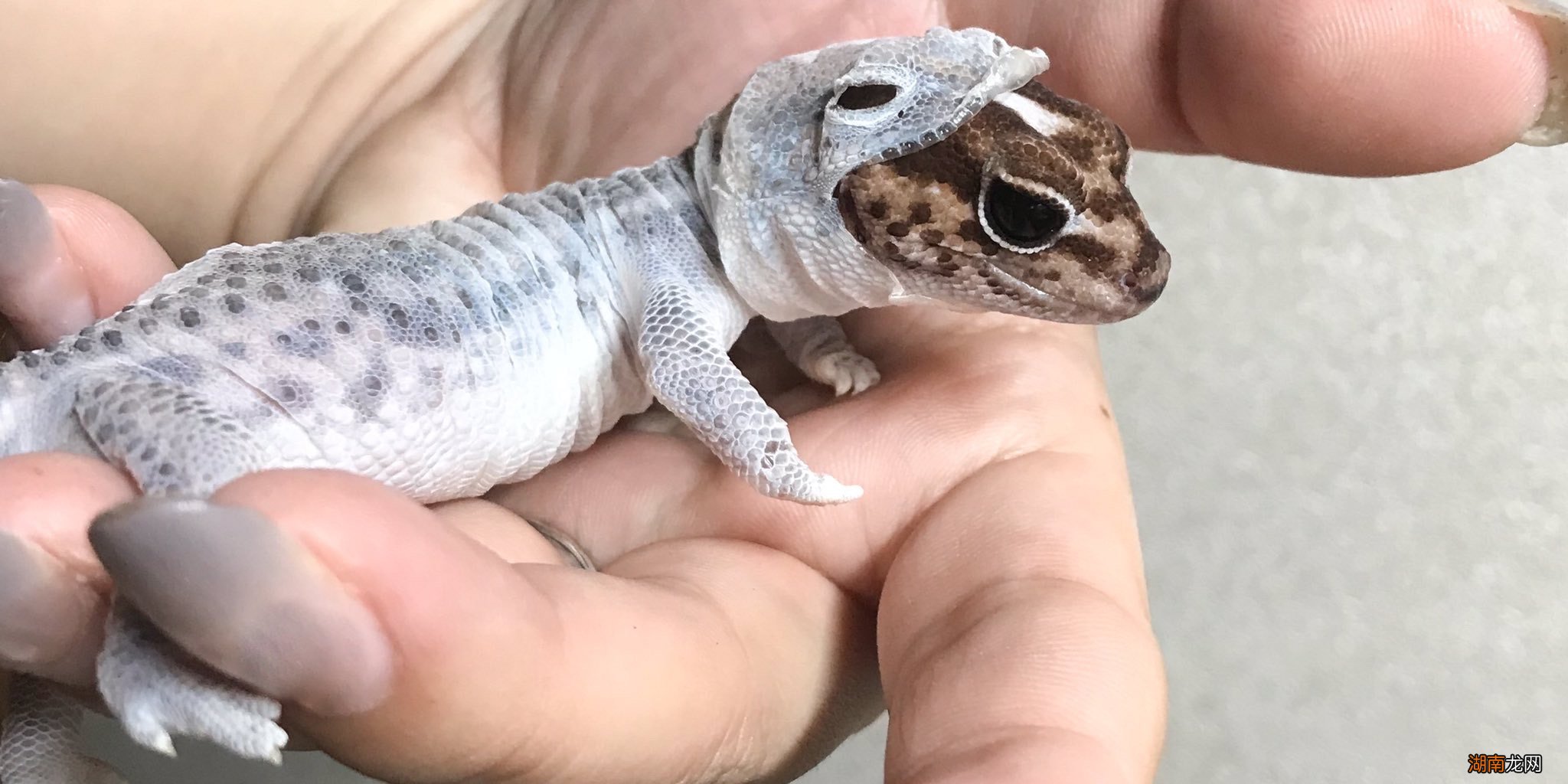 有毒的壁虎都藏在什么地方 壁虎喜欢在什么环境下生存