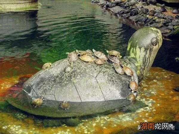 宠物龟身上有寄生虫怎么办 乌龟身上有寄生虫吗