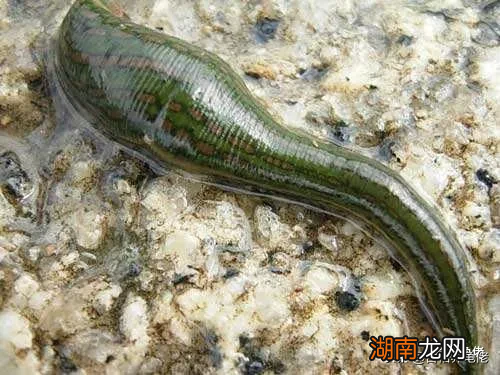 宠物龟身上有寄生虫怎么办 乌龟身上有寄生虫吗