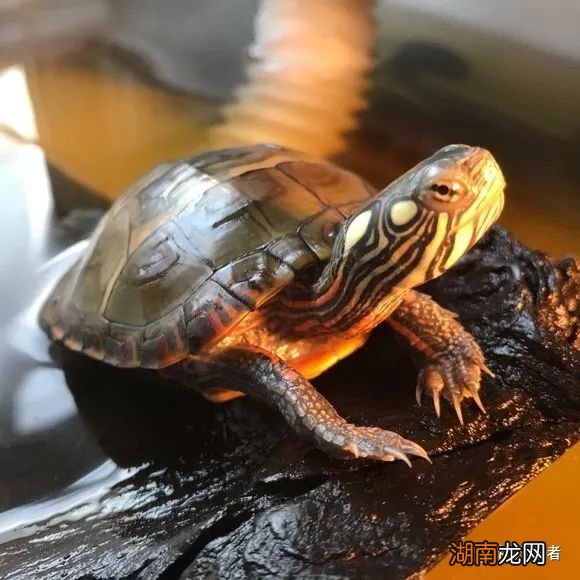 西锦龟的养殖方法及饲养注意事项 西锦龟怎么养的条件