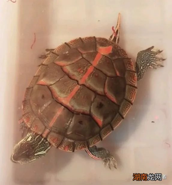 西锦龟的养殖方法及饲养注意事项 西锦龟怎么养的条件