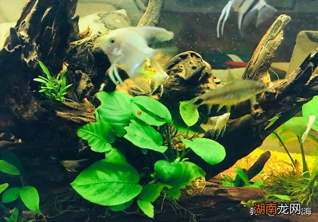 怎样观察鱼缸里的小鱼是不是饿了 怎么判断鱼饿了