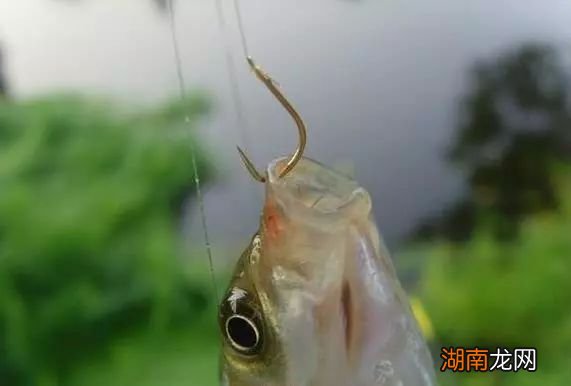 详细分享野钓怎样调漂最合适 钓鱼钓浮调漂的正确方法