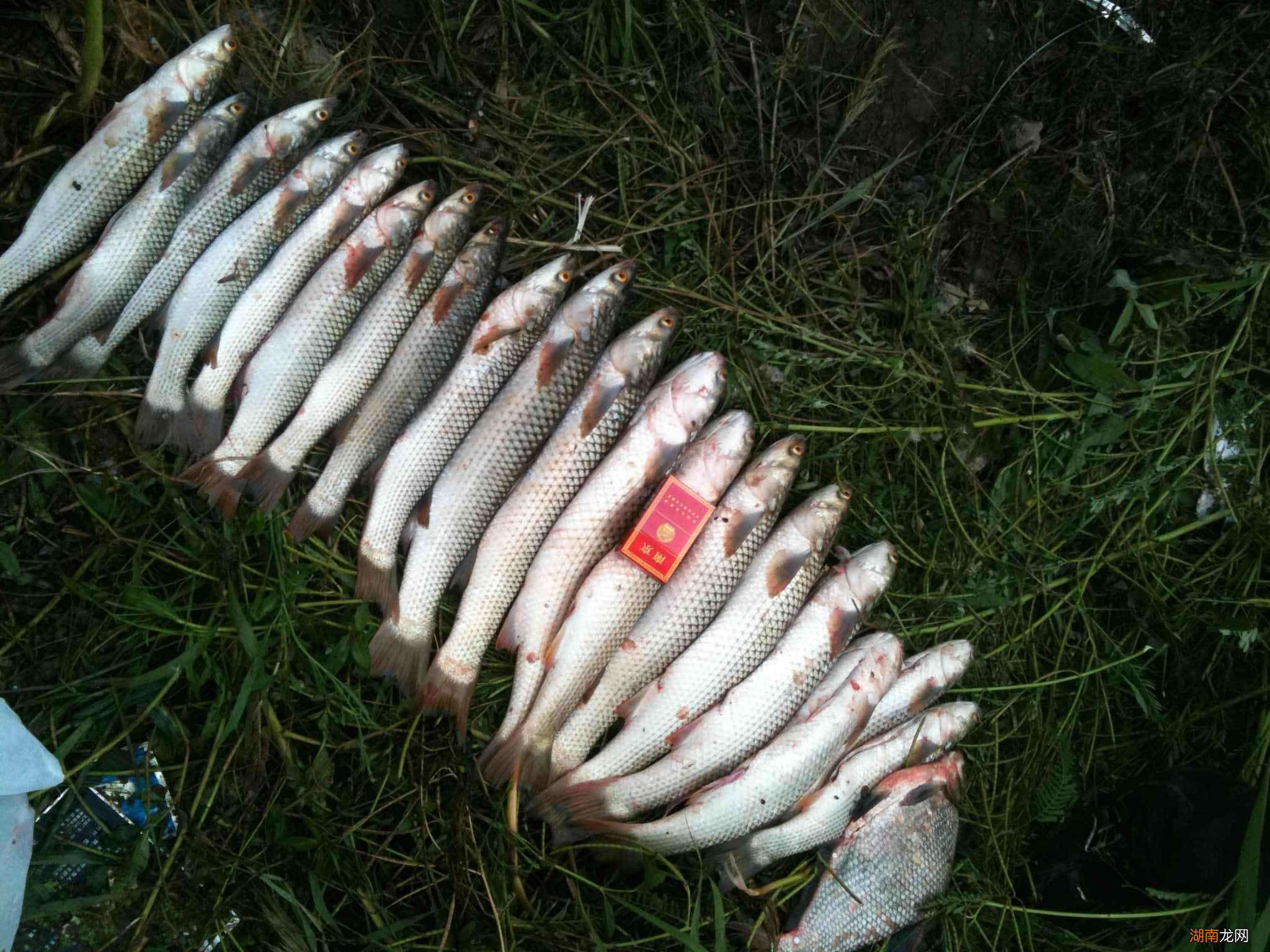 详细分享野钓怎样调漂最合适 钓鱼钓浮调漂的正确方法