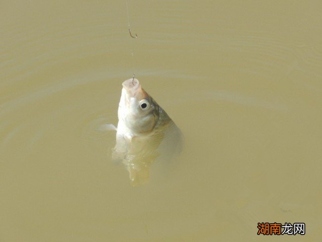 详细分享野钓怎样调漂最合适 钓鱼钓浮调漂的正确方法