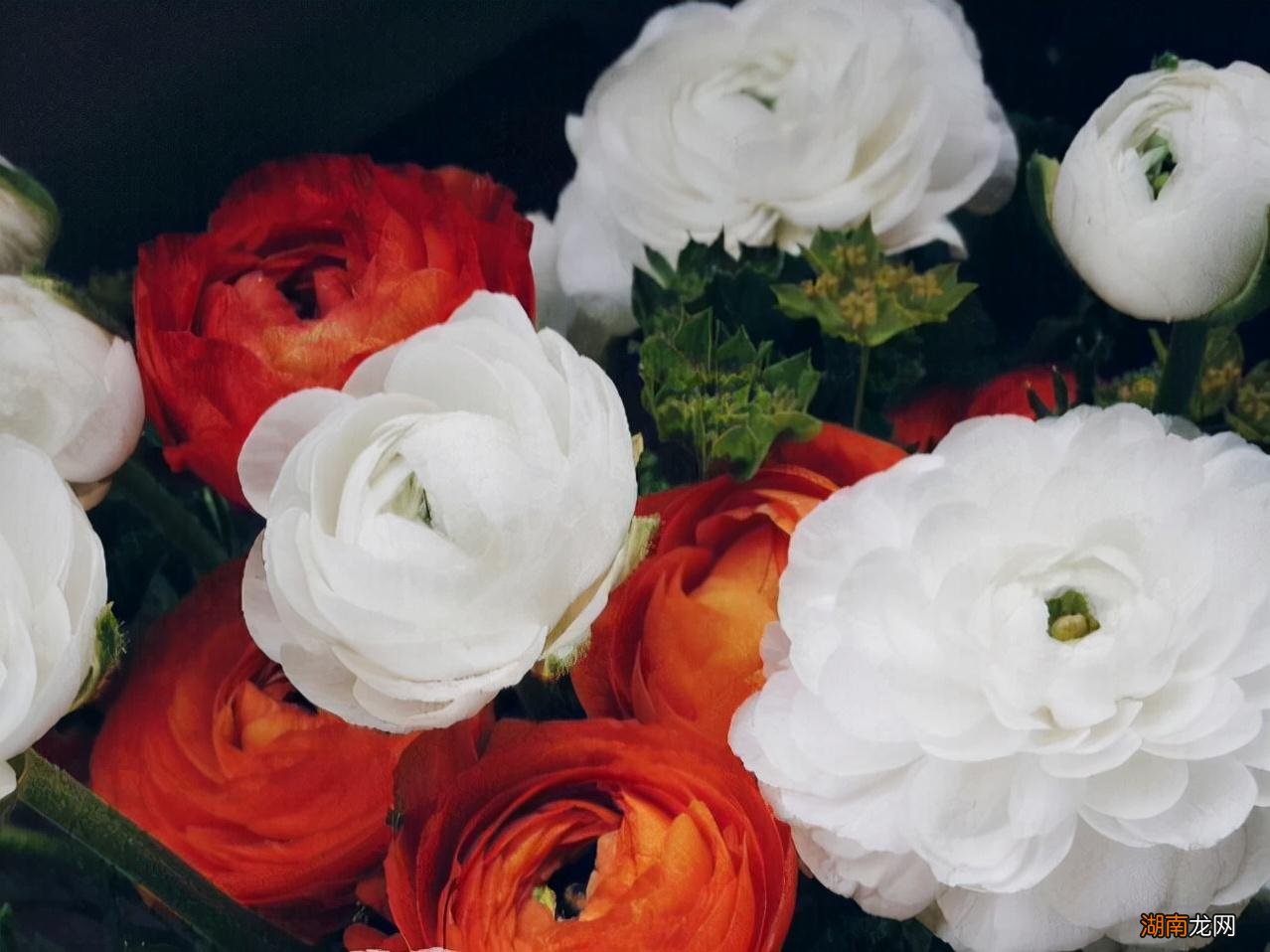 双子座真正动心的三种信号 双子座开始走心的表现