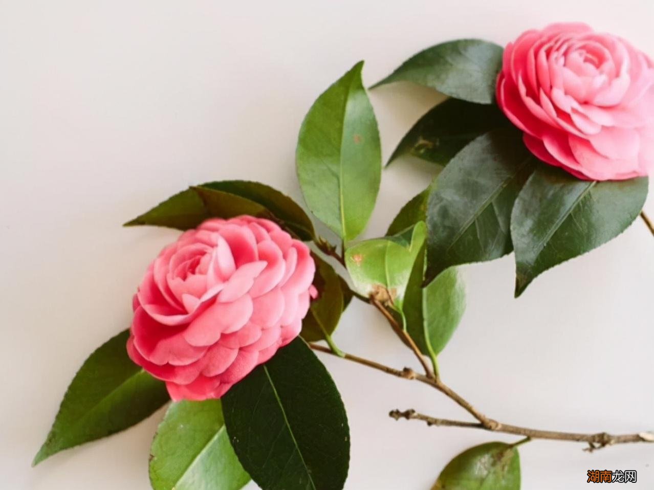 双子座真正动心的三种信号 双子座开始走心的表现