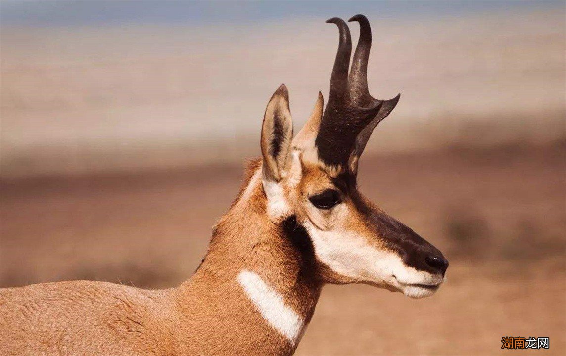 跑得最快的动物前十名 世界上速度最快的动物排行榜