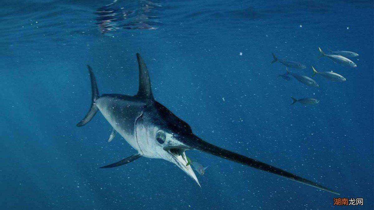 跑得最快的动物前十名 世界上速度最快的动物排行榜