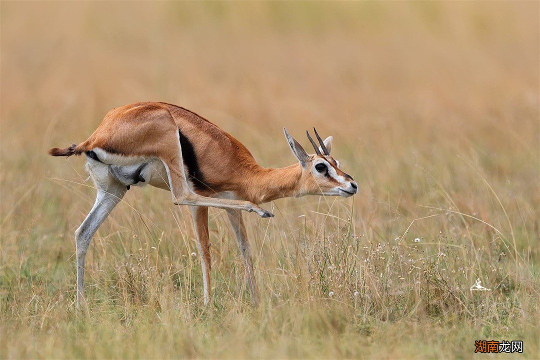 跑得最快的动物前十名 世界上速度最快的动物排行榜