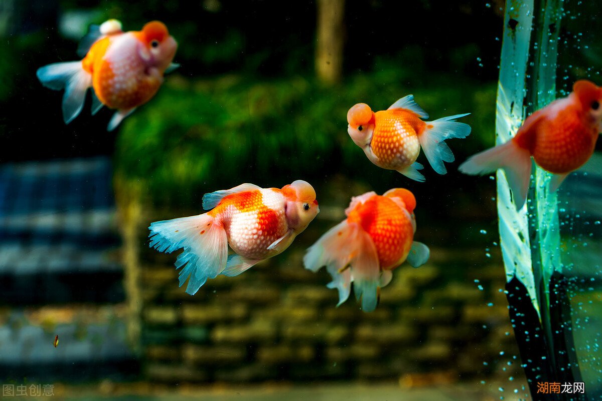 金鱼隔几天喂一次鱼食最适宜 金鱼怎么喂食才合理