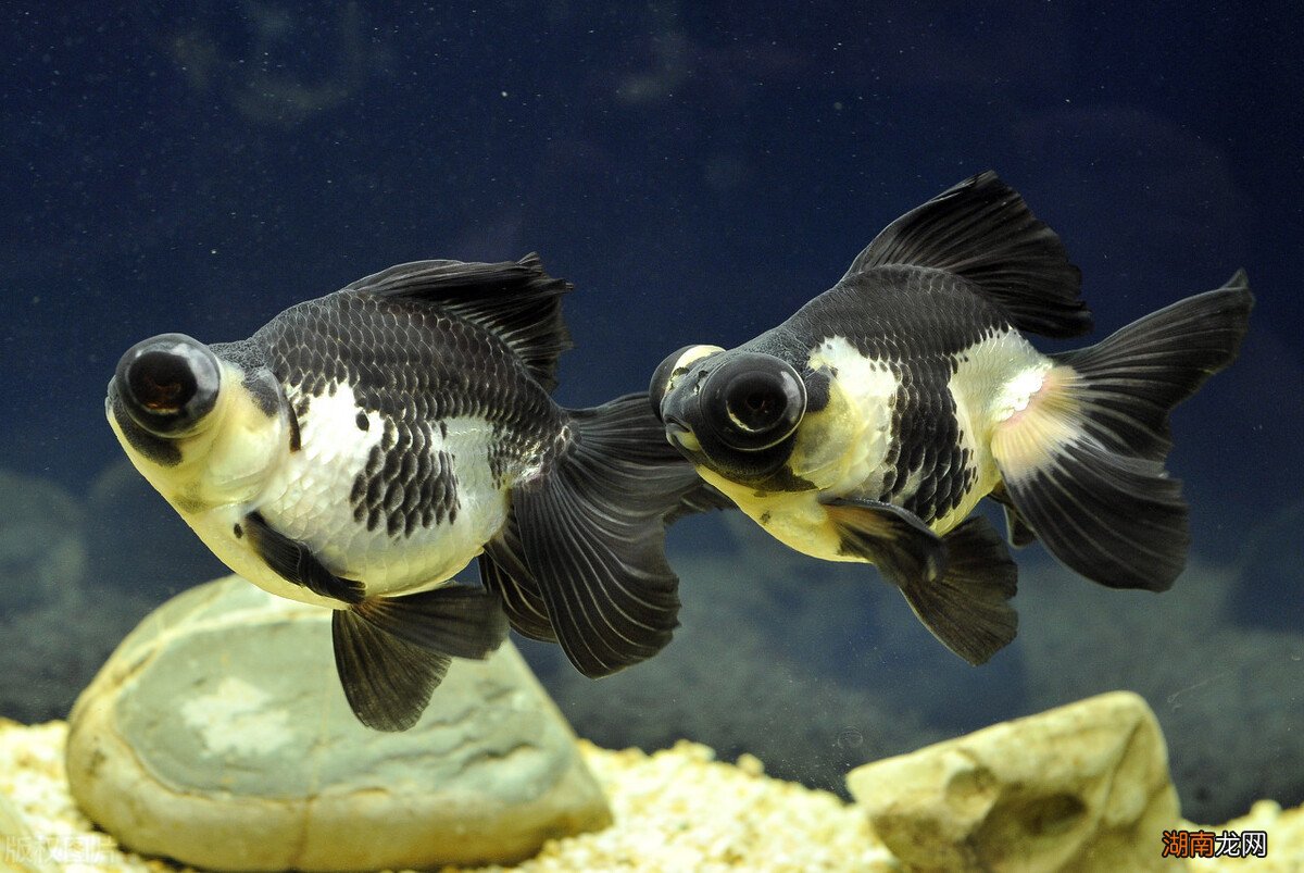 金鱼隔几天喂一次鱼食最适宜 金鱼怎么喂食才合理