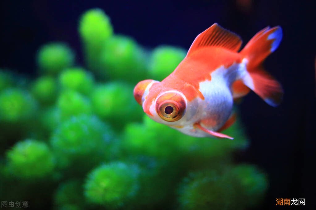 金鱼隔几天喂一次鱼食最适宜 金鱼怎么喂食才合理