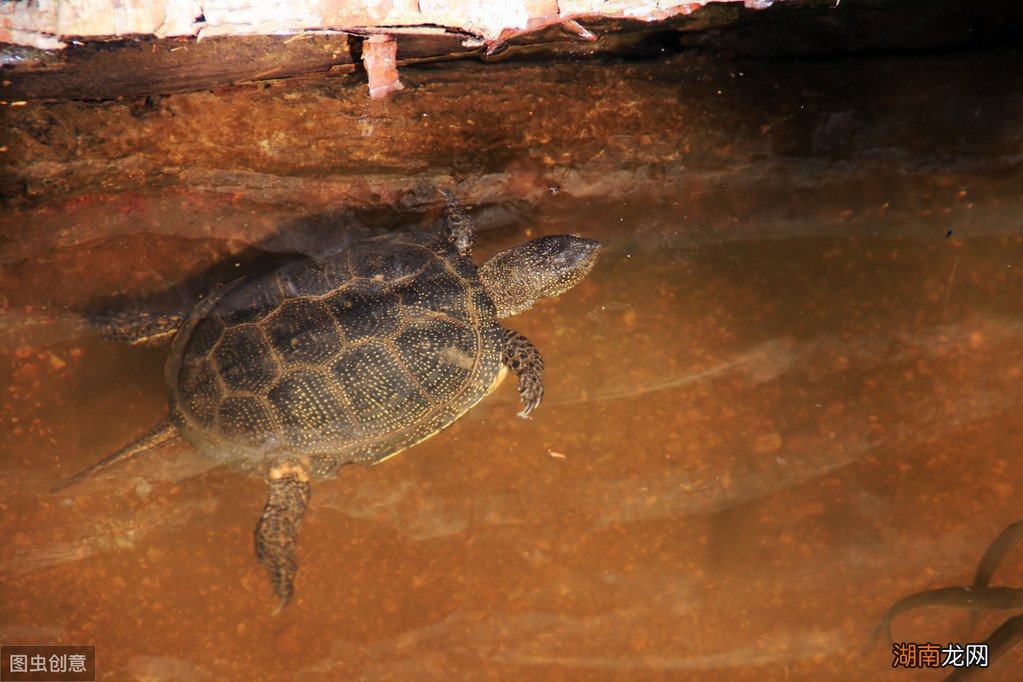 草龟变墨龟的养成过程需要做什么 干养草龟变墨龟的技巧