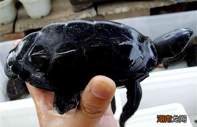 草龟变墨龟的养成过程需要做什么 干养草龟变墨龟的技巧