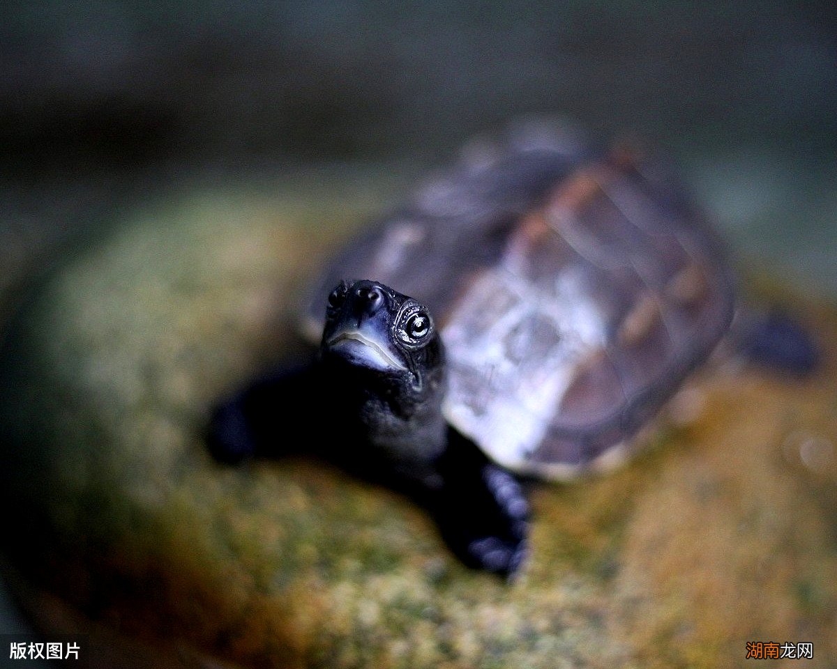 草龟变墨龟的养成过程需要做什么 干养草龟变墨龟的技巧