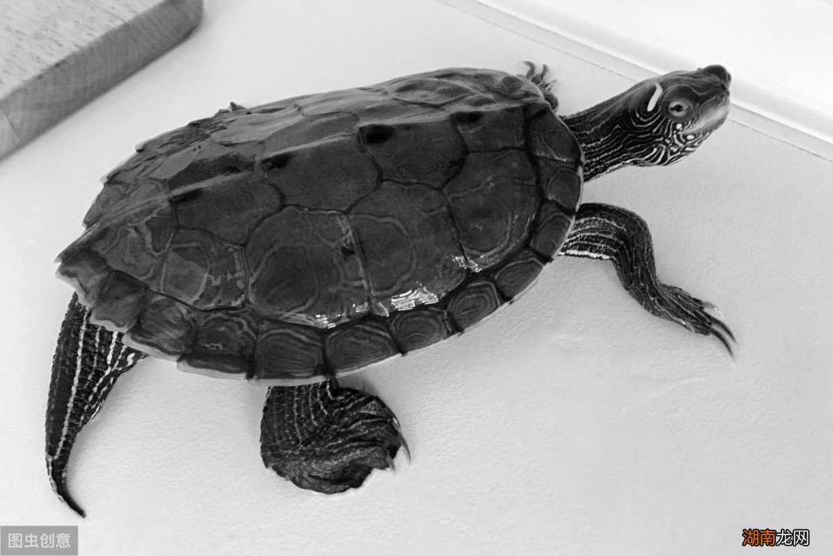 草龟变墨龟的养成过程需要做什么 干养草龟变墨龟的技巧