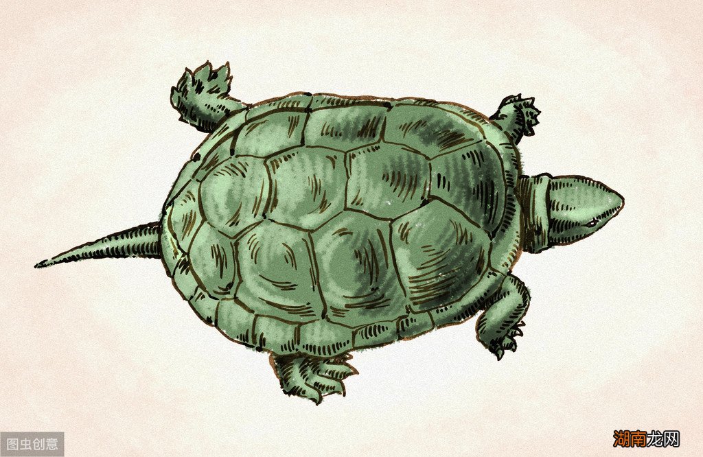 草龟变墨龟的养成过程需要做什么 干养草龟变墨龟的技巧