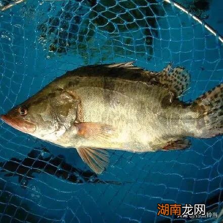 如果被黄辣丁扎手了会不会中毒吗 黄辣丁有毒吗