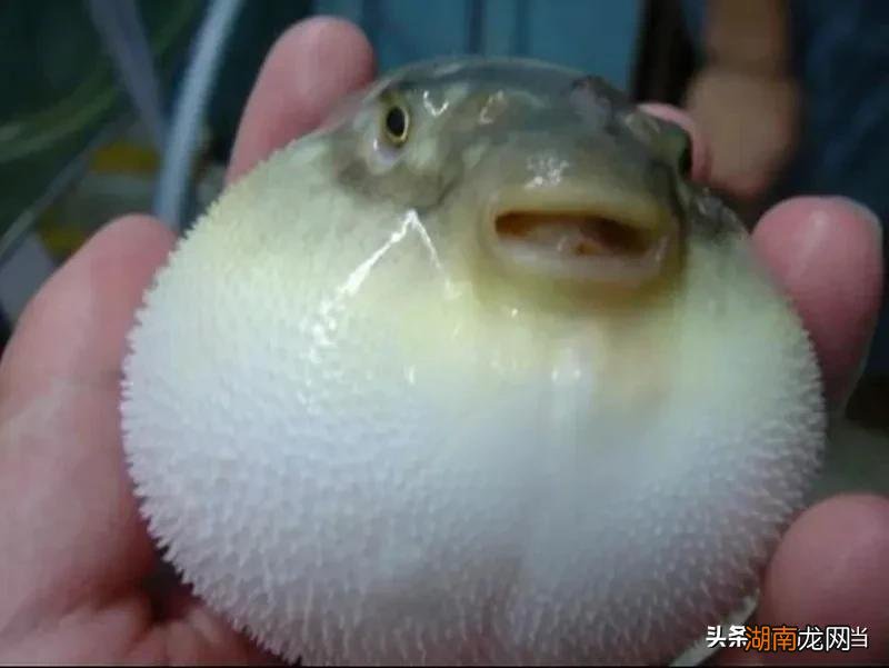 如果被黄辣丁扎手了会不会中毒吗 黄辣丁有毒吗