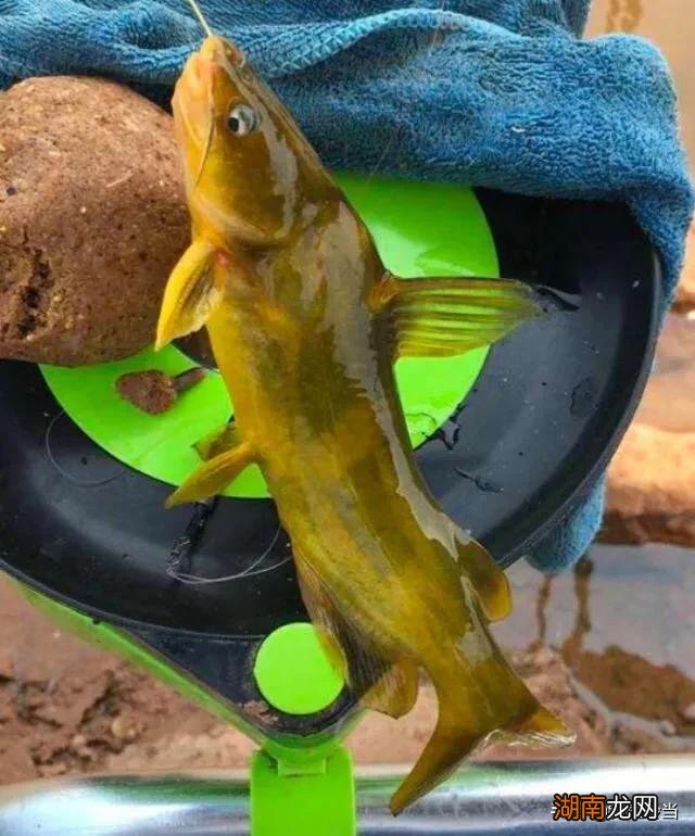 如果被黄辣丁扎手了会不会中毒吗 黄辣丁有毒吗